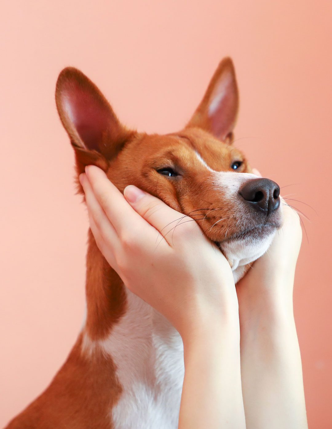 Girl Holding Dogs Face In Her Hands