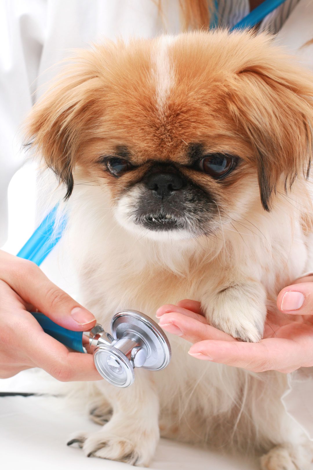 Small Dog At The Vet Small Dog At The Vet
