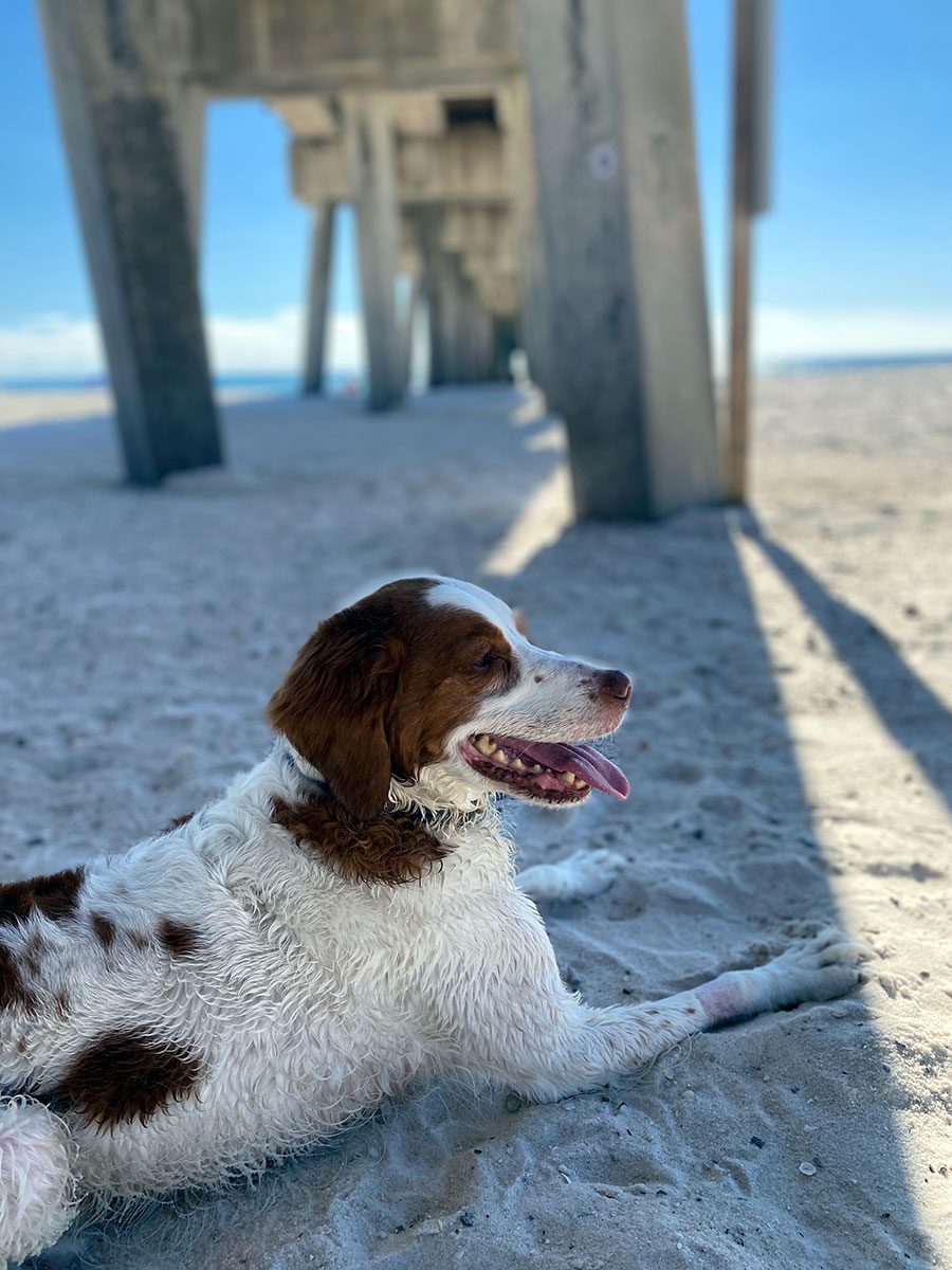 Happy Dog On The Beach