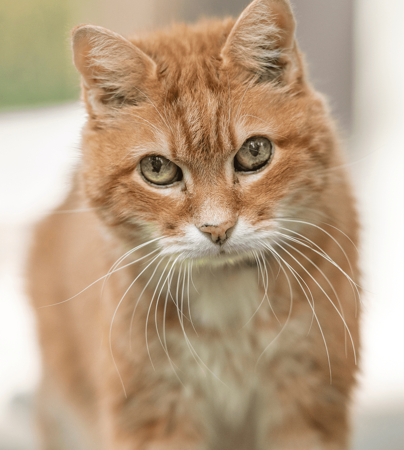 Orange Senior Cat Orange Senior Cat