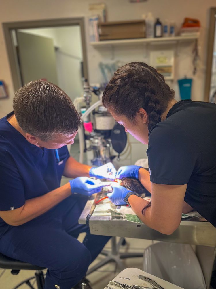 Doc And Assistant Mid Surgery On Cat