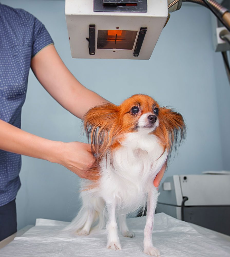 Dog Getting Xray With Vet Assistant