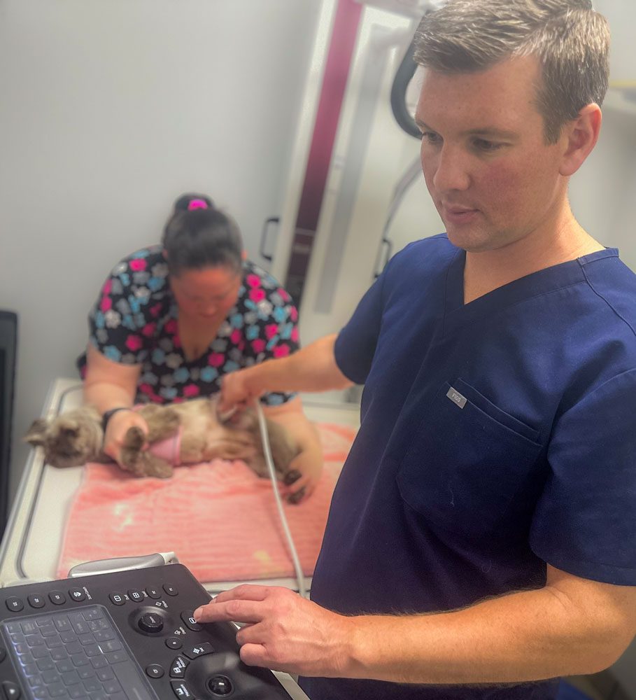 Dr Knox During Ultrasound Dr Knox During Ultrasound On Dog