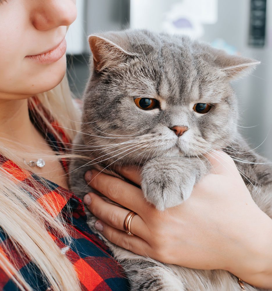 Owner Holding Gray Cat Close
