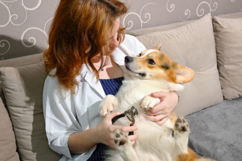 female-pet-owner-holding-corgi-dog-to-trim-its-nails-at-home