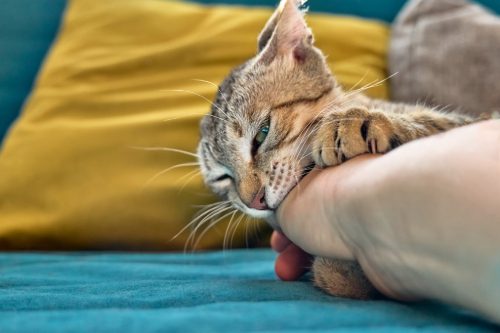 tabby-cat-laying-on-blue-sofa-with-yellow-pillow-playfully-biting--female-owner's-hand