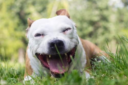 mixed-breed-dog-laying-in-the-grass-coughing