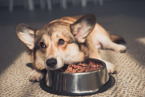 sad-Pembroke-Welsh-corgi-dog-resting-his-head-on-bowl-full-of-dog-food