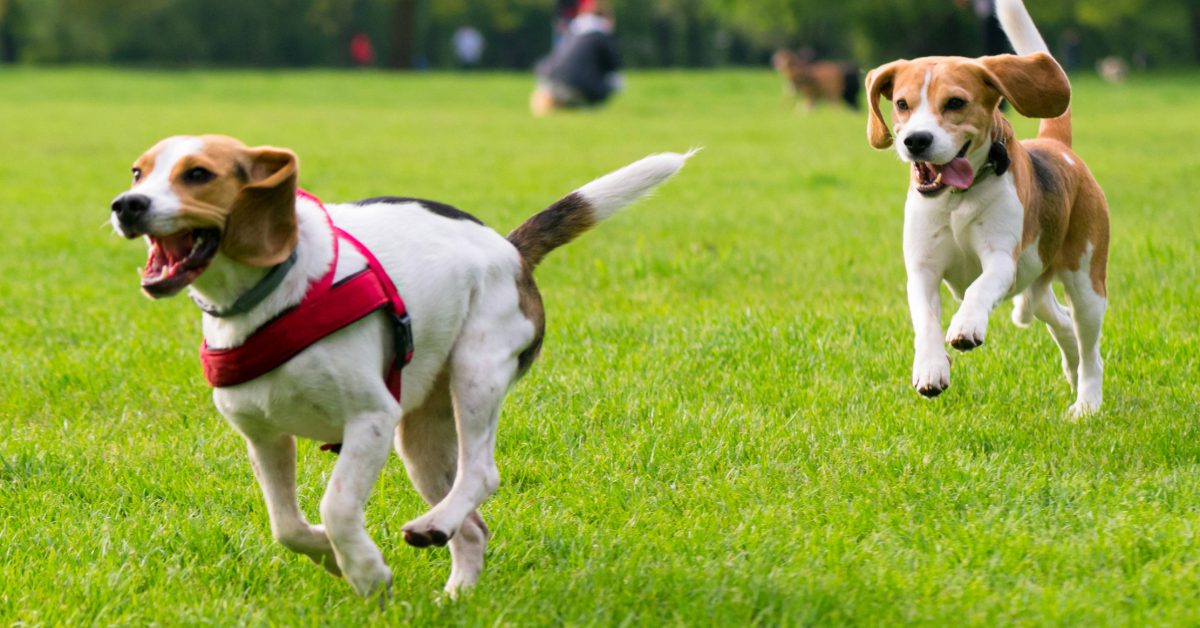two beagle dogs running at an outdoor dog park