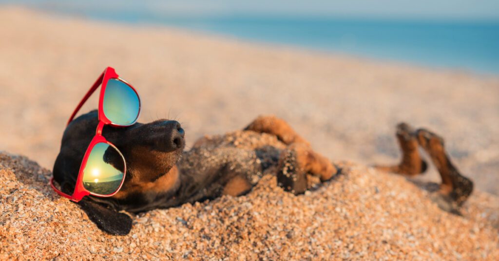 black and tan dachshund dog wearing red sunglasses and buried in sand on the beach