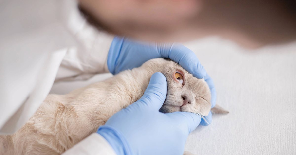 veterinarian examining cat's eye at clinic