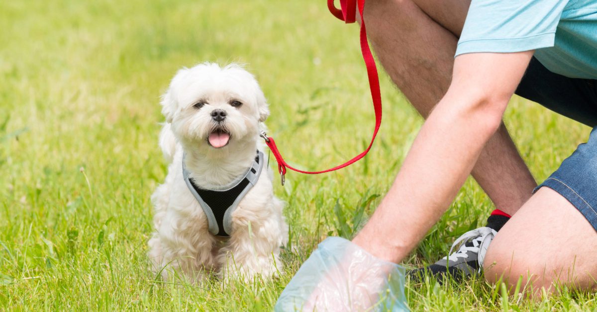 dog owner bending down to pick up poop in the grass while walking a small white dog