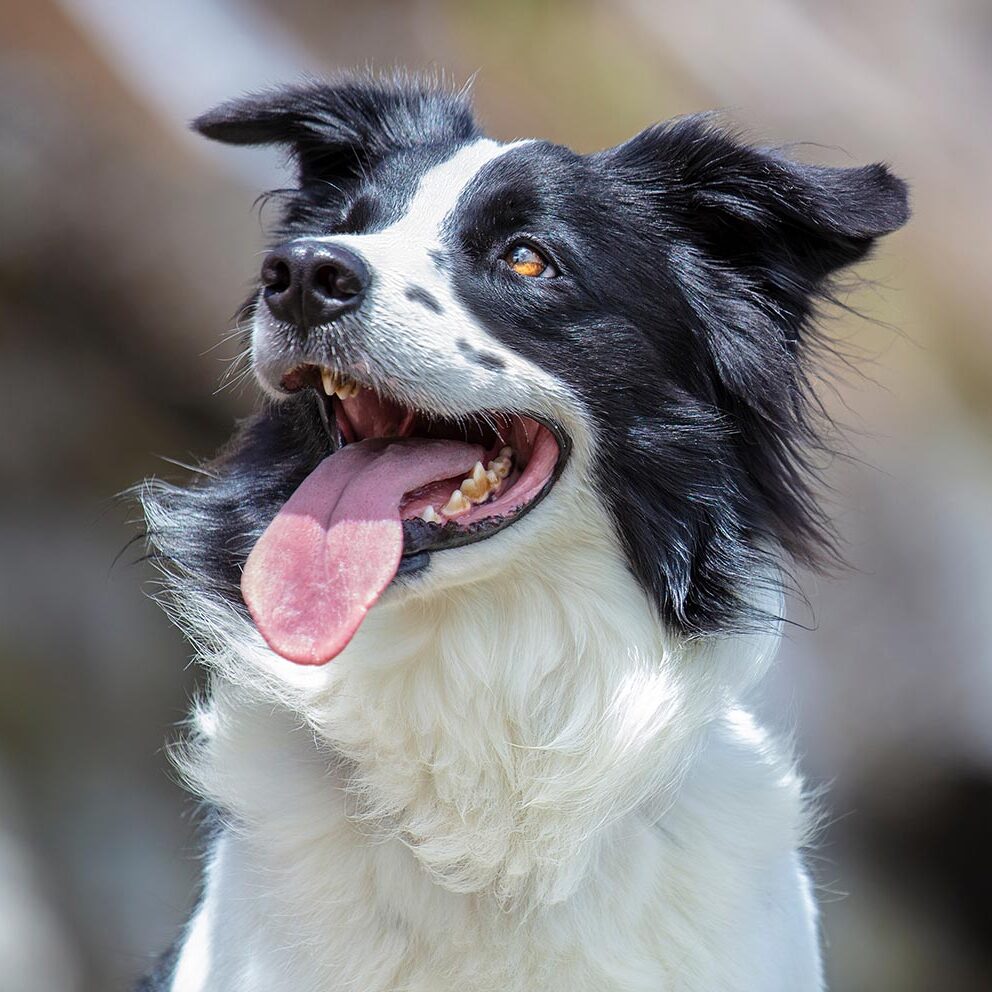 Australian Shepherd With Tartar On Teeth Australian Shepherd With Tartar On Teeth