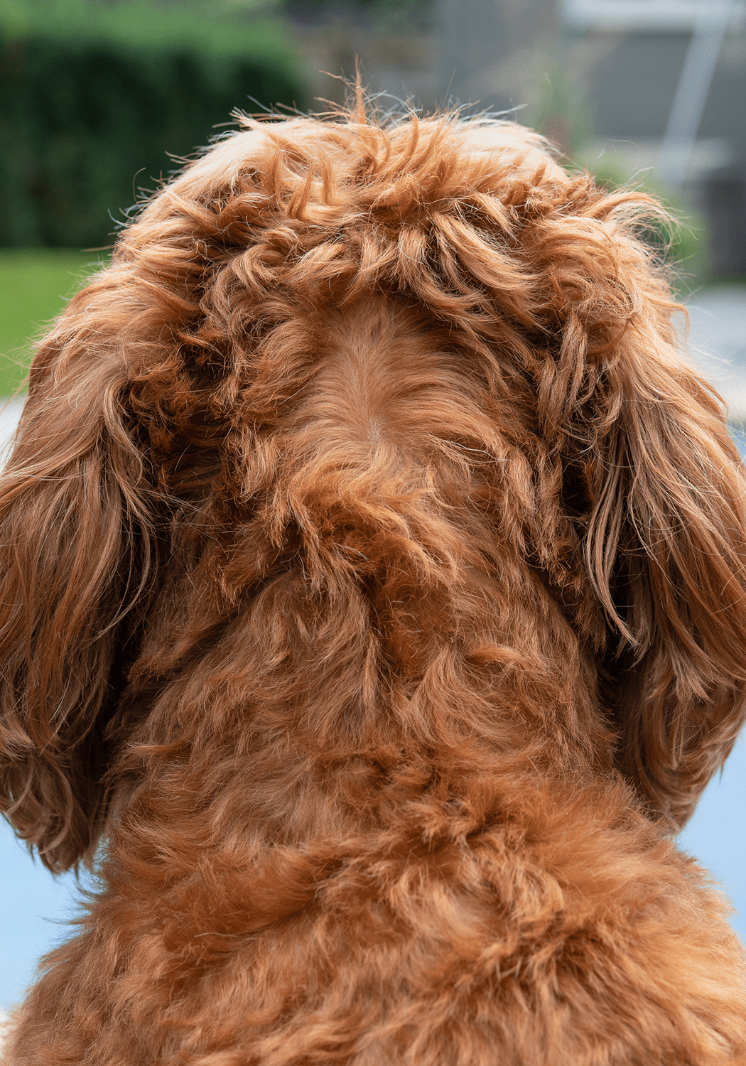 Back Of Curly Haired Dog Back Of Curly Haired Dog