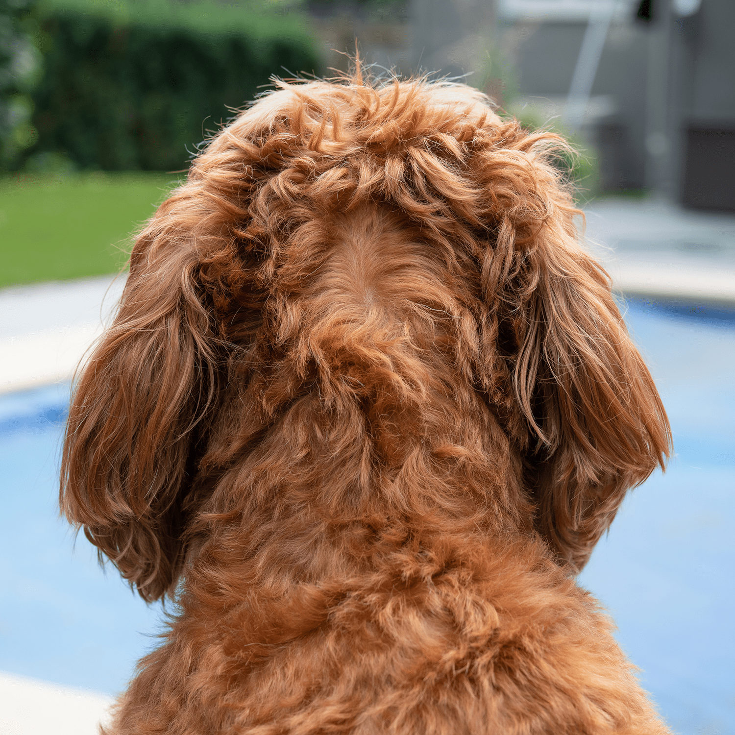 Back Of Curly Haired Dog Back Of Curly Haired Dog