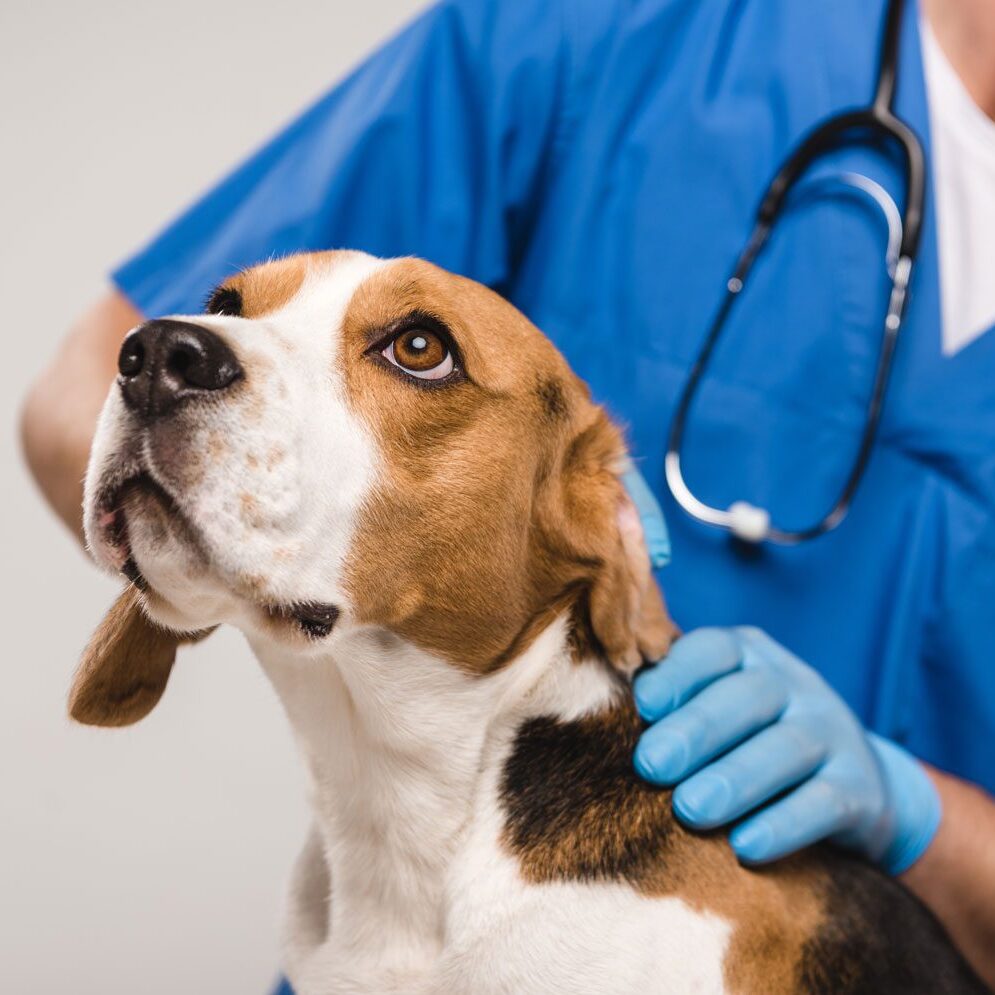 Beagle At Veterinary Exam