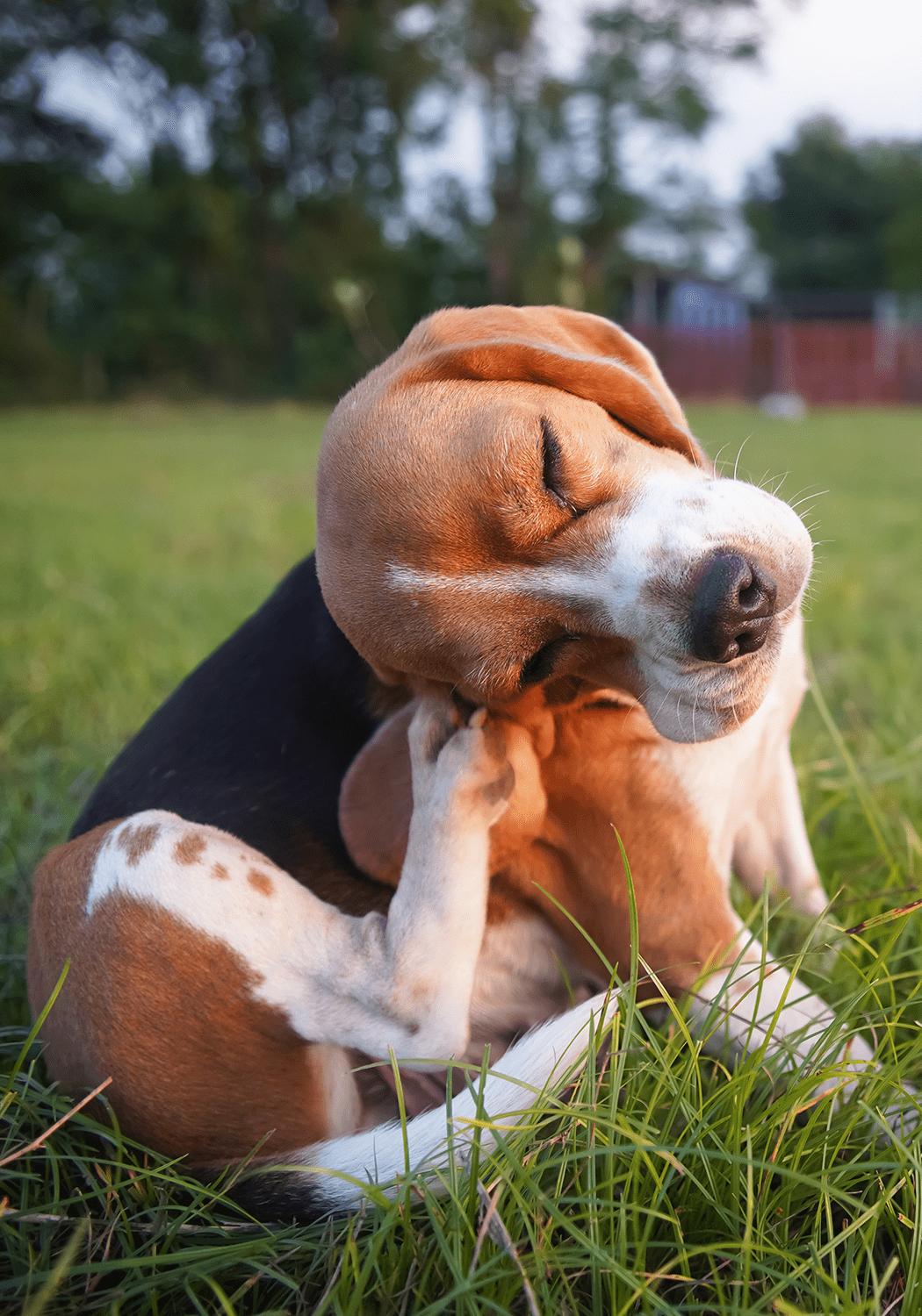 Beagle Scratching Itself Beagle Scratching Itself
