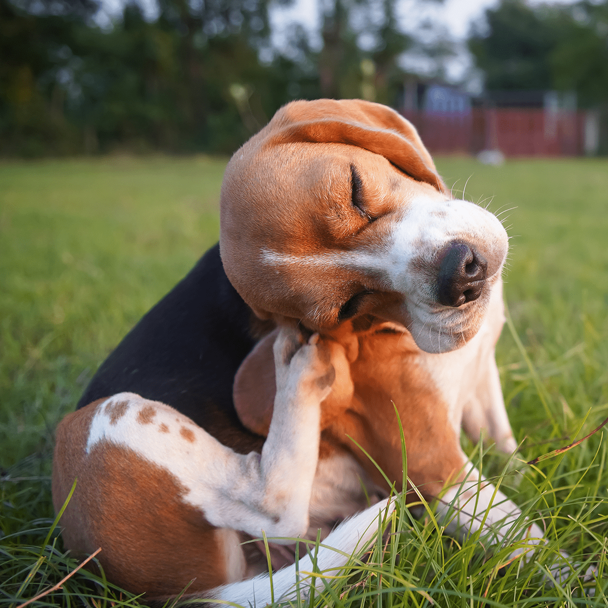 Beagle Scratching Itself Beagle Scratching Itself