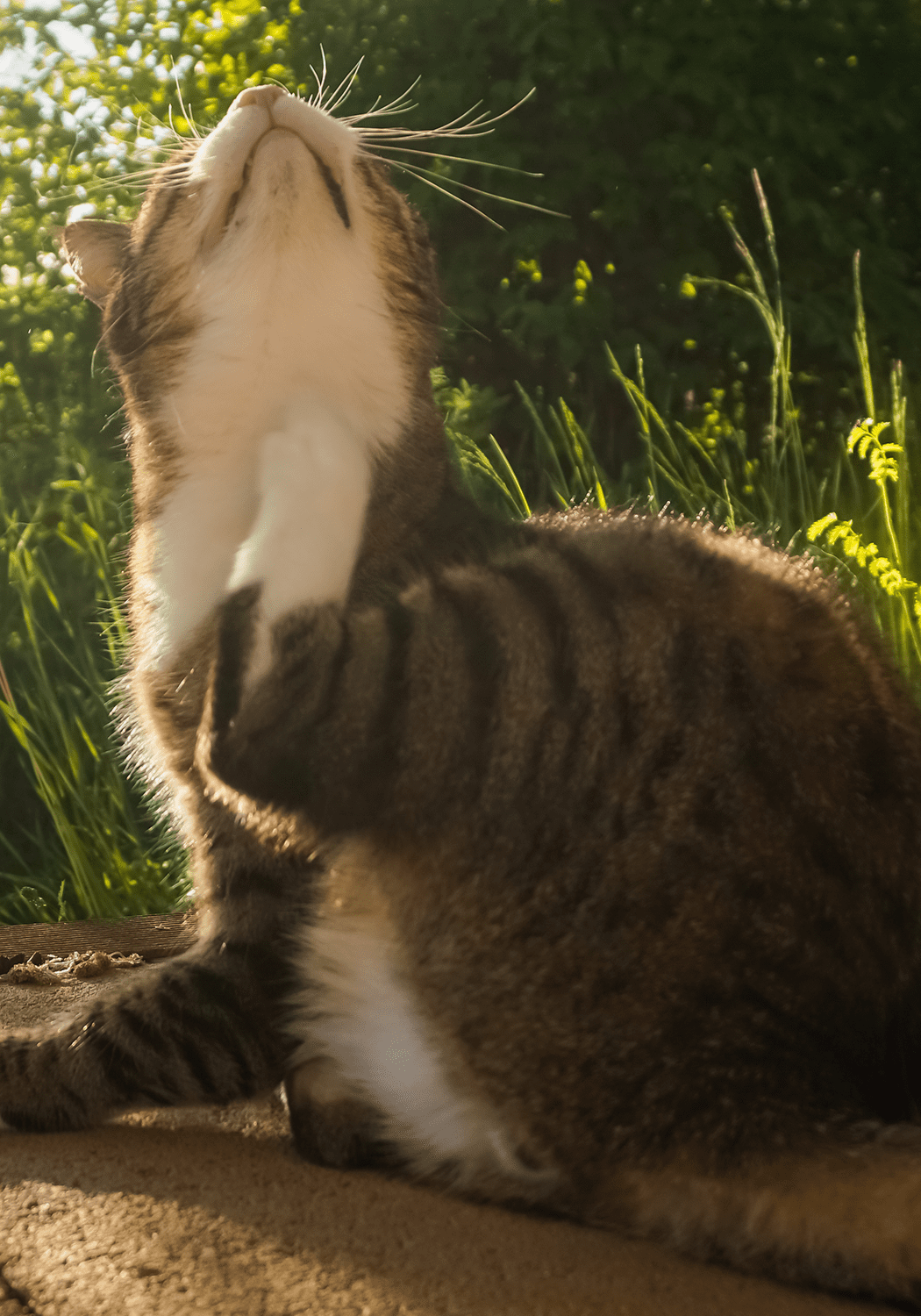 Cat Scratching Itself