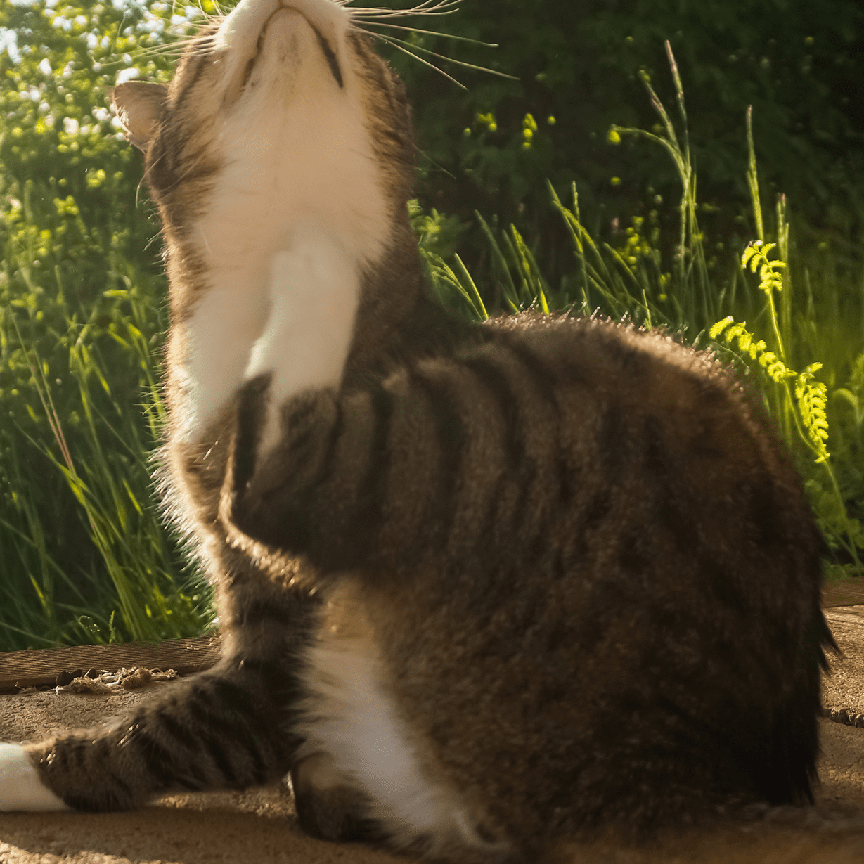 Cat Scratching Itself