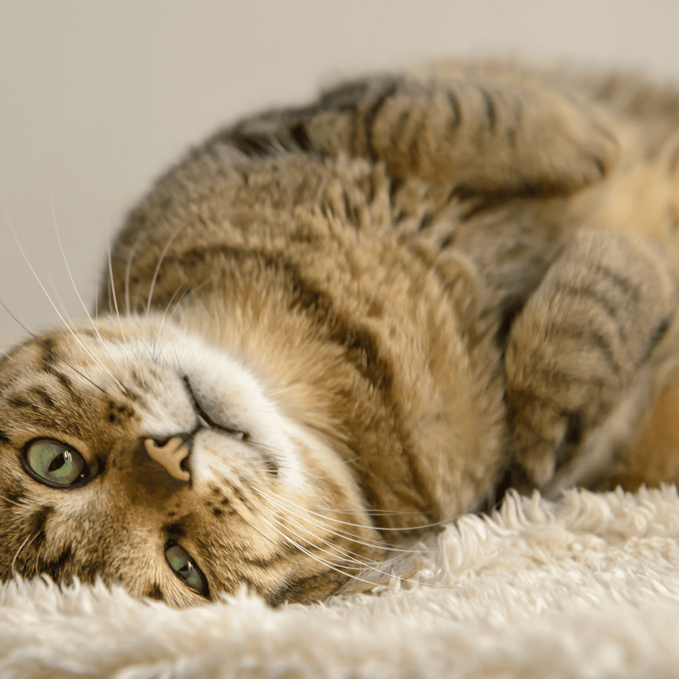 Cat With Green Eyes Laying On Rugg Cat With Green Eyes Laying On Rugg