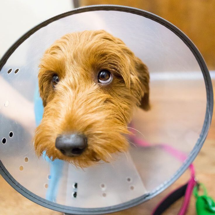 Dog In Cone Sad Dog In Cone