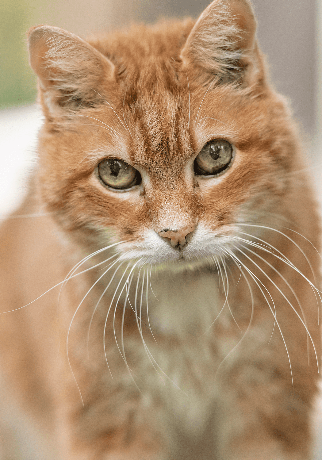 Orange Senior Cat Orange Senior Cat