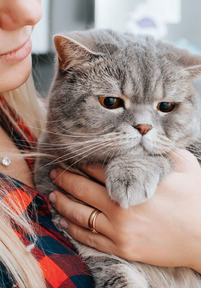 Owner Holding Gray Cat Close