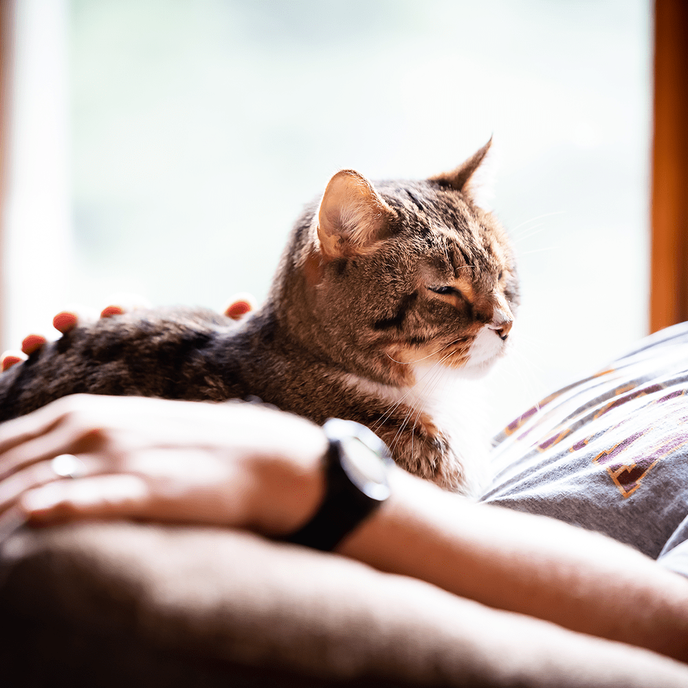 Senior Cat Laying On Owners Lap Senior Cat Laying On Owners Lap
