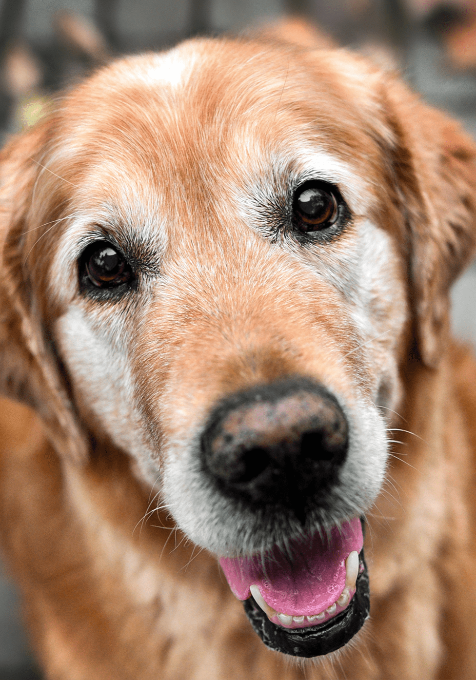 Senior Golden Retreiver