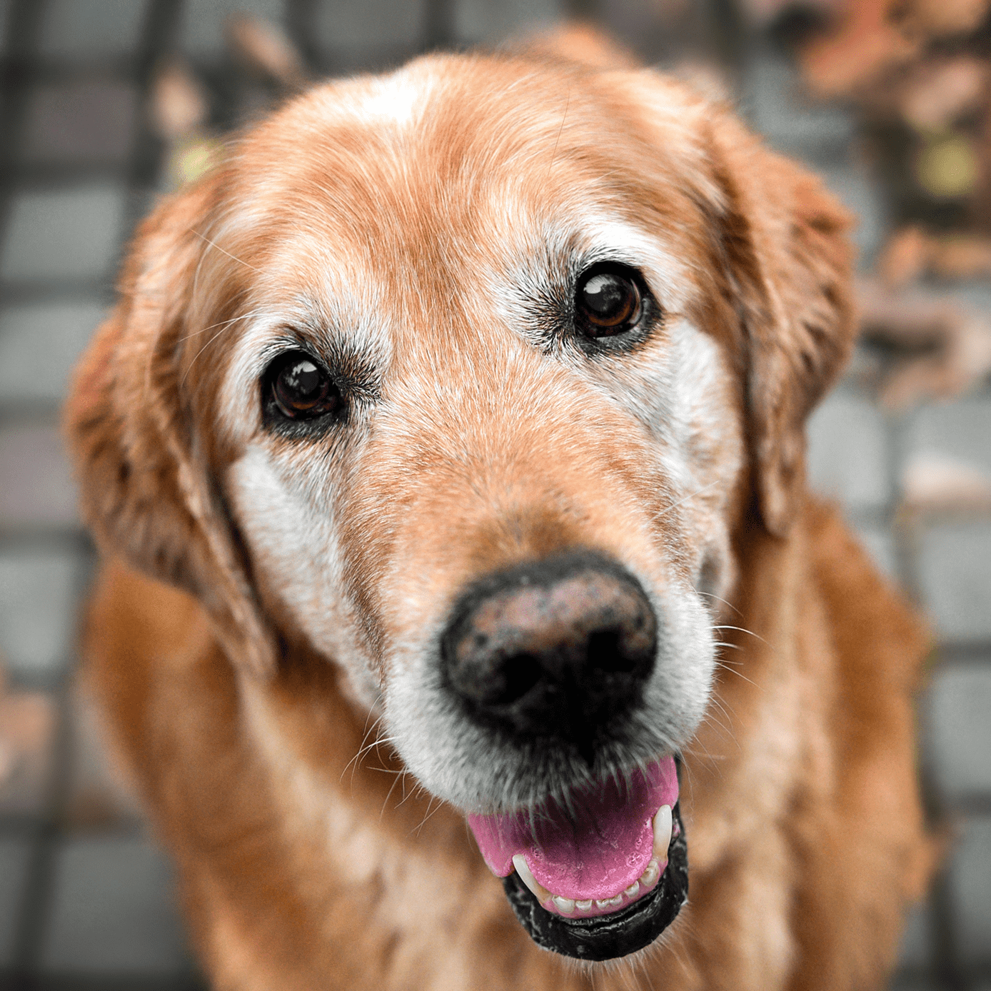 Senior Golden Retreiver