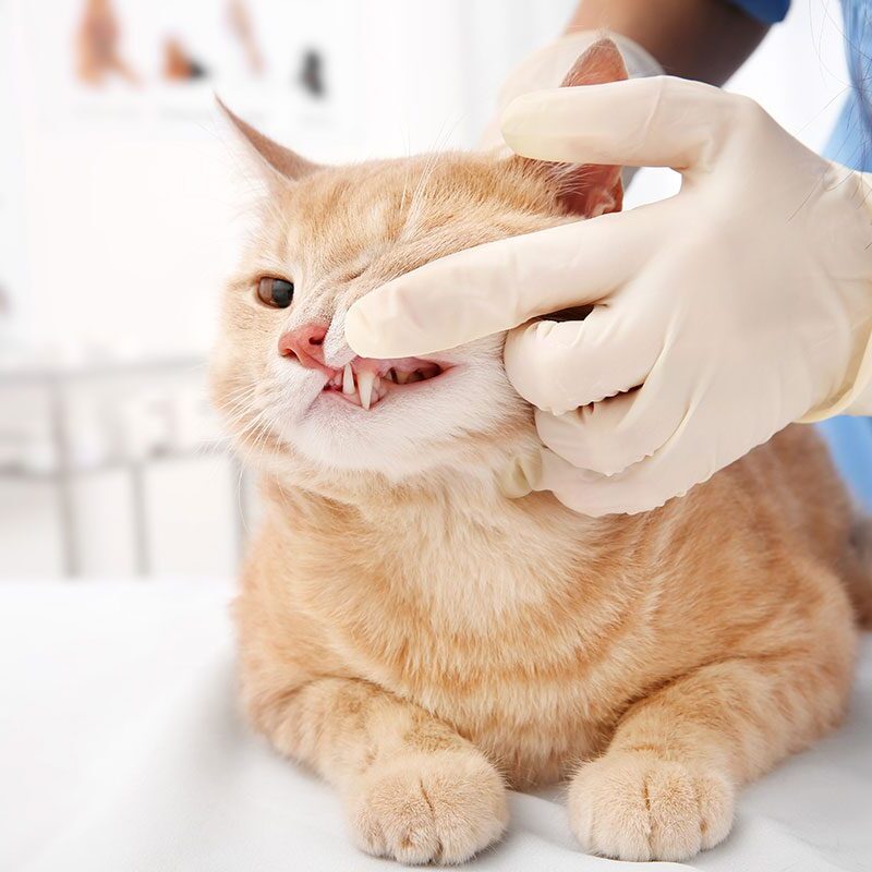 Veterinarian Checking Orange Cats Teeth Veterinarian Checking Orange Cats Teeth