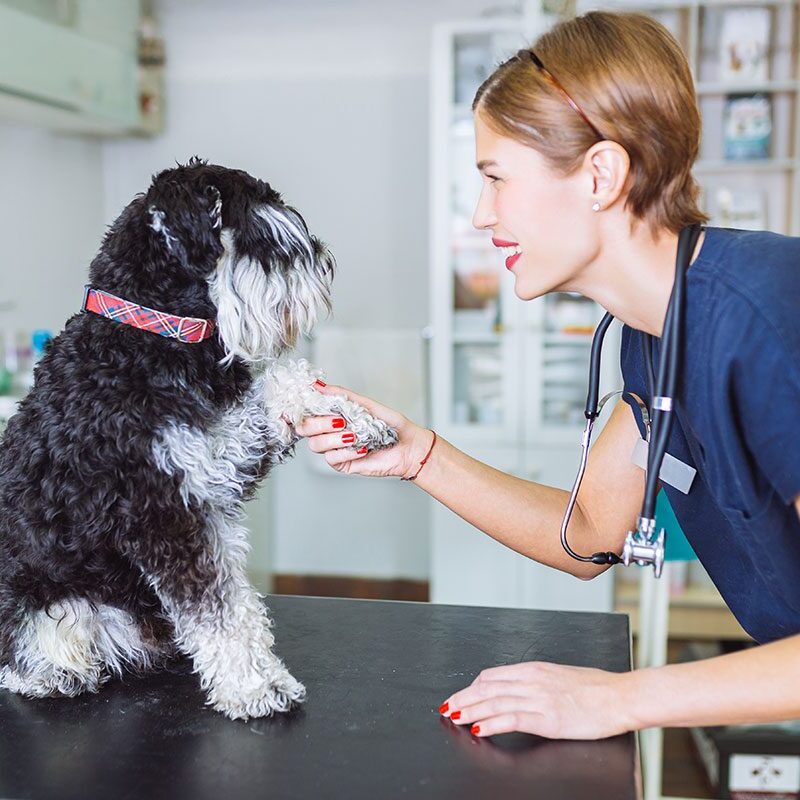 veterinarian shaking dog's paw